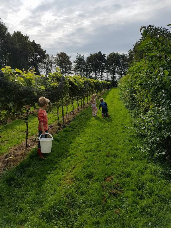 Druivenoogst 2017 Wijngaard Minderhoudhoeve